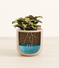 Load image into Gallery viewer, Sandy Pink