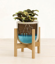 Load image into Gallery viewer, Sage Green stand:bamboo