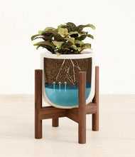 Load image into Gallery viewer, Cotton White stand:walnut