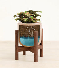 Load image into Gallery viewer, Glossy Pink stand:walnut