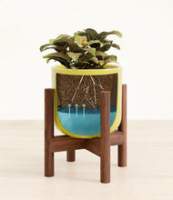 Load image into Gallery viewer, Key Lime Yellow stand:walnut