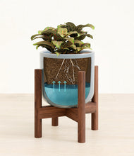 Load image into Gallery viewer, Misty Blue stand:walnut