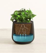 Load image into Gallery viewer, Black