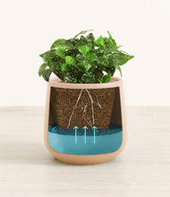 Load image into Gallery viewer, Gentle Pink