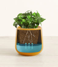 Load image into Gallery viewer, Mustard