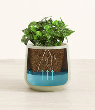 Load image into Gallery viewer, Turquoise