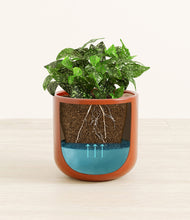 Load image into Gallery viewer, Glossy Red