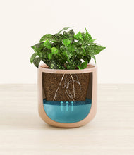 Load image into Gallery viewer, Glossy Pink