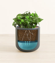 Load image into Gallery viewer, Iron Gray