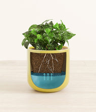 Load image into Gallery viewer, Key Lime Yellow