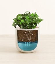 Load image into Gallery viewer, Cotton White