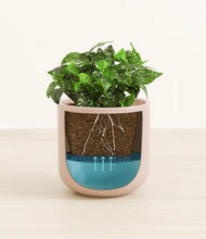 Load image into Gallery viewer, Sandy Pink