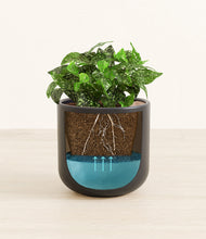 Load image into Gallery viewer, Stone Black