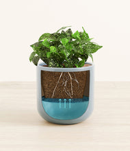 Load image into Gallery viewer, Misty Blue