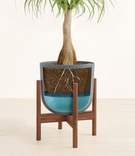 Load image into Gallery viewer, Iron Gray stand:walnut