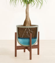 Load image into Gallery viewer, Sage Green stand:walnut