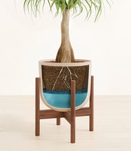 Load image into Gallery viewer, Sandy Pink stand:walnut