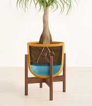 Load image into Gallery viewer, Sunset Orange stand:walnut