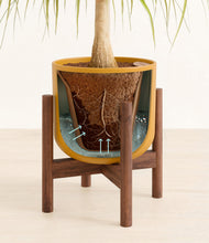 Load image into Gallery viewer, Sunset Orange stand:walnut