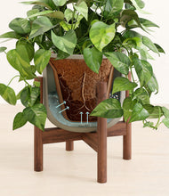 Load image into Gallery viewer, Sage Green stand:walnut