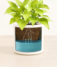 Load image into Gallery viewer, -