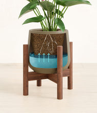 Load image into Gallery viewer, Olive stand:walnut