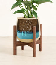 Load image into Gallery viewer, Almond Green stand:walnut