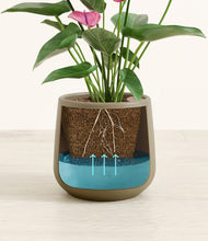 Load image into Gallery viewer, Olive