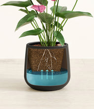 Load image into Gallery viewer, Black