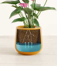 Load image into Gallery viewer, Mustard