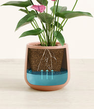 Load image into Gallery viewer, Calm Rose