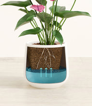 Load image into Gallery viewer, White