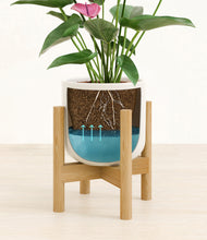 Load image into Gallery viewer, Cotton White stand:bamboo