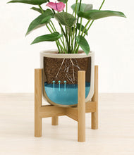 Load image into Gallery viewer, Sage Green stand:bamboo