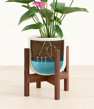 Load image into Gallery viewer, Cotton White stand:walnut