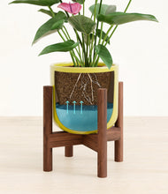 Load image into Gallery viewer, Key Lime Yellow stand:walnut