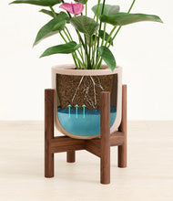 Load image into Gallery viewer, Sandy Pink stand:walnut