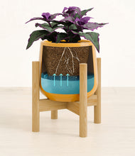 Load image into Gallery viewer, -