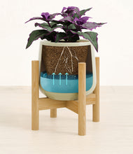 Load image into Gallery viewer, -