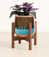 Load image into Gallery viewer, -