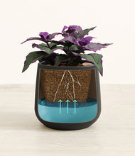 Load image into Gallery viewer, -