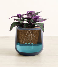 Load image into Gallery viewer, -