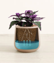 Load image into Gallery viewer, -