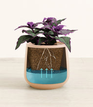 Load image into Gallery viewer, -