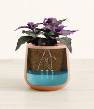 Load image into Gallery viewer, -