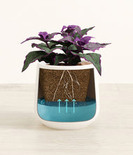 Load image into Gallery viewer, -