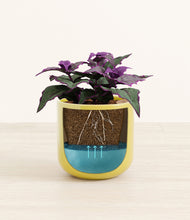 Load image into Gallery viewer, -