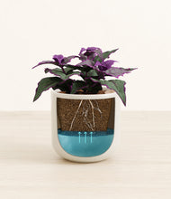 Load image into Gallery viewer, -