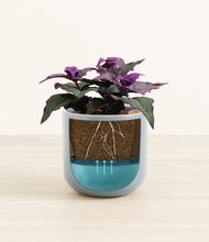 Load image into Gallery viewer, -