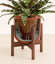 Load image into Gallery viewer, Earth Red stand:walnut